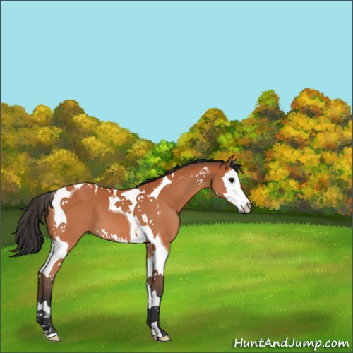 Horse Color:Bay Splash Tobiano 