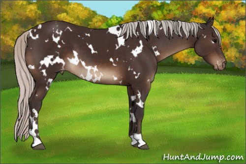 Horse Color:White Spotted Silver Brown Appaloosa 