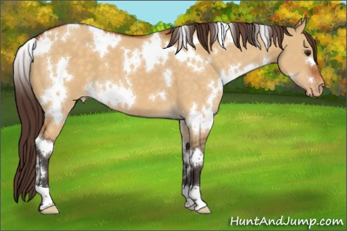 Horse Color:White Spotted Buckskin Dun Appaloosa 