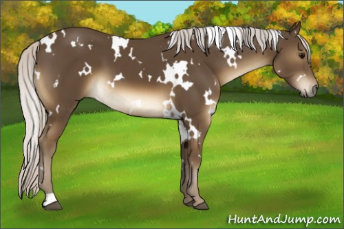 Horse Color:White Spotted Silver Smoky Black 