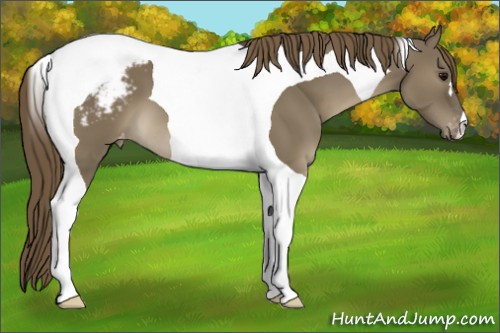 Horse Color:Smoky Grullo Tobiano Appaloosa 