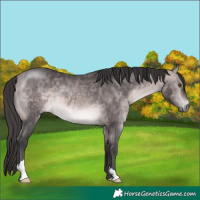 Horse Color:Platinum Buckskin 