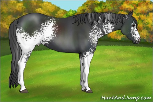 Horse Color:White Spotted Black 