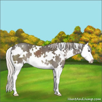 Horse Color:White Spotted Silver Black Sabino Splash