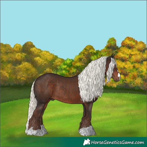 Horse Color:Liver Chestnut Mushroom Rabicano 