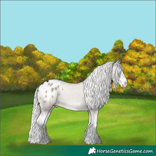 Horse Color:Liver Red Dun Mushroom Splash Appaloosa Rabicano 