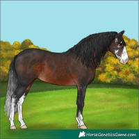 Horse Color:Brown Sabino 