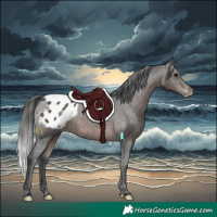 Horse Color:Brown Appaloosa 