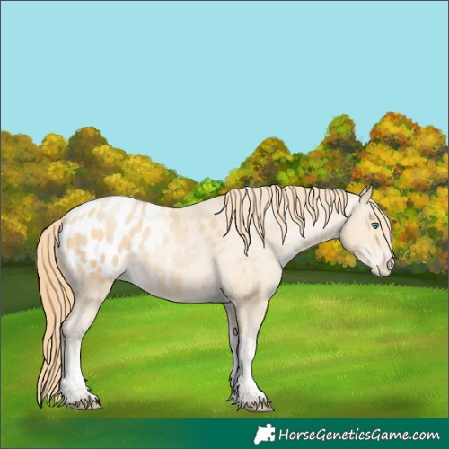 Horse Color:Smoky Black Pearl Tobiano Appaloosa 