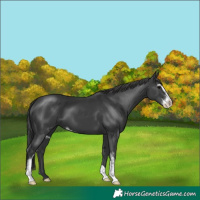 Horse Color:Black Sabino 
