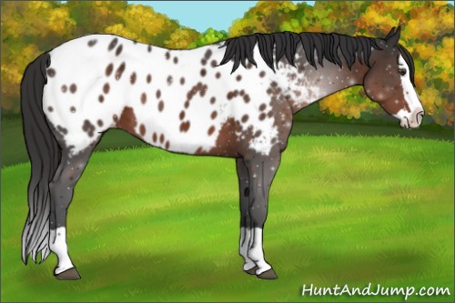 Horse Color:Liver Chestnut Splash Appaloosa 
