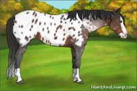Horse Color:Liver Chestnut Splash Appaloosa 