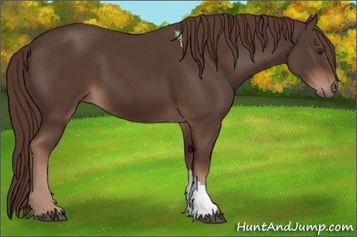 Horse Color:Liver Chestnut