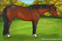 Horse Color:Brown 