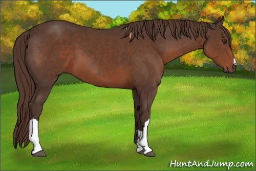 Horse Color:Liver Chestnut