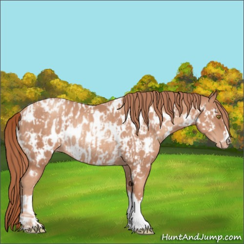 Horse Color:Gold Champagne Appaloosa  and Gold Champagne Appaloosa Rabicano 