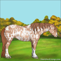 Horse Color:Gold Champagne Appaloosa  and Gold Champagne Appaloosa Rabicano 