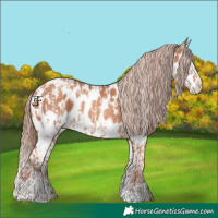 Horse Color:Gold Champagne Appaloosa  and Gold Champagne Splash Appaloosa 