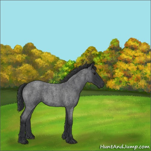Horse Color:Blue Roan 