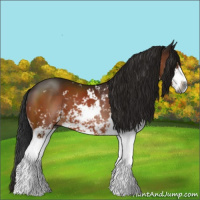 Horse Color:Gray Bay Sabino