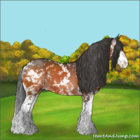 Horse Color:Bay Sabino 