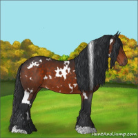 Horse Color:White Spotted Brown 