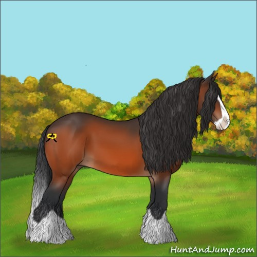 Horse Color:Bay Splash 