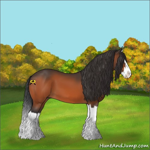 Horse Color:Bay Splash 