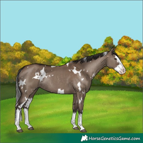 Horse Color:White Spotted Liver Red Dun Splash Rabicano