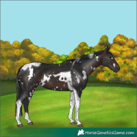 Horse Color:White Spotted Brown Tobiano