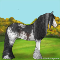 Horse Color:White Spotted Brown Sabino Appaloosa 