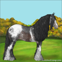 Horse Color:White Spotted Brown Appaloosa 