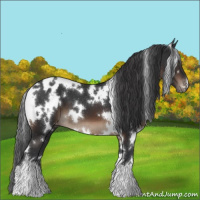 Horse Color:White Spotted Brown Appaloosa 