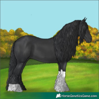 Horse Color:White Spotted Black Tobiano 