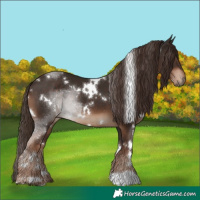 Horse Color:White Spotted Liver Chestnut 
