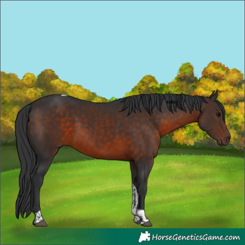 Horse Color:Brown Tobiano 