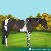 Horse Color:Brown Tobiano Rabicano