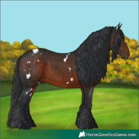Horse Color:White Spotted Brown