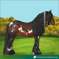 Horse Color:White Spotted Brown 