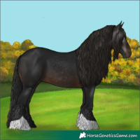 Horse Color:Gray Brown Tobiano 