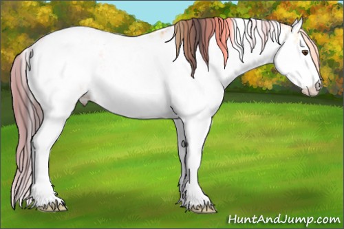 Horse Color:Buckskin Ice Dun Sabino Appaloosa Rabicano 