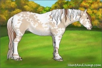 Horse Color:Red Dun Splash Tobiano 