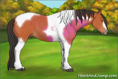 Horse Color:Bay Tobiano 