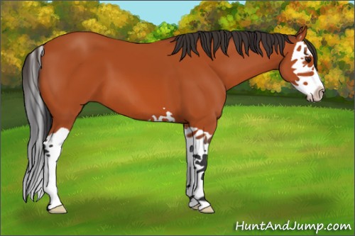 Horse Color:Bay Splash 