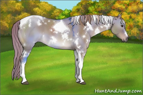 Horse Color:White Spotted Liver Red Dun Tobiano 