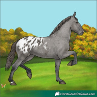 Horse Color:Grullo Appaloosa 