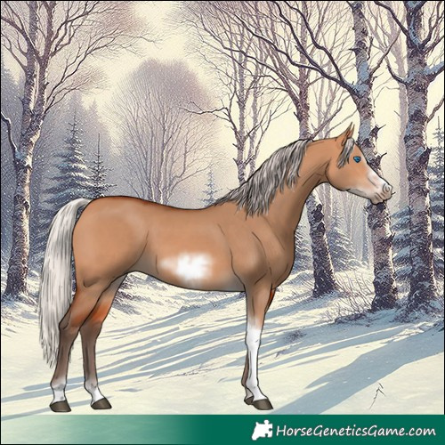 Horse Color:Silver Bay Dun Sabino Tobiano Frame Rabicano