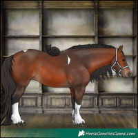 Horse Color:Bay Tobiano Rabicano 