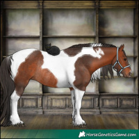 Horse Color:Bay Tobiano Rabicano 