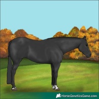 Horse Color:Black 